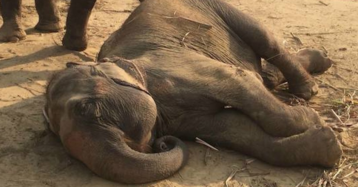 After fifty years in circus Elephant collapses with joy when learns she's finally free ...