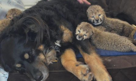 After losing their mother, a kind dog adopts five Cheetah babies