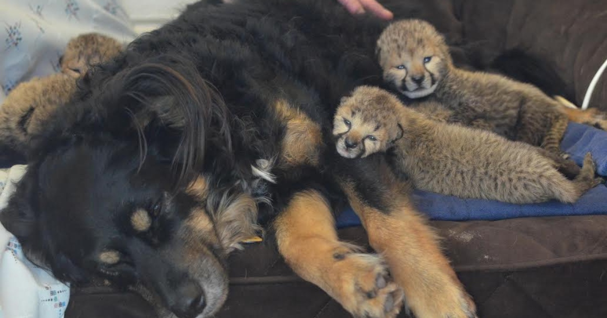 After losing their mother, a kind dog adopts five Cheetah babies