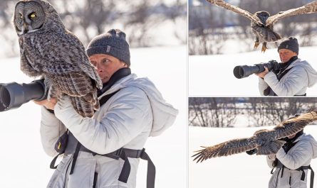 Amazing Moment A Great Grey Owl Lands On Photographer's Camera