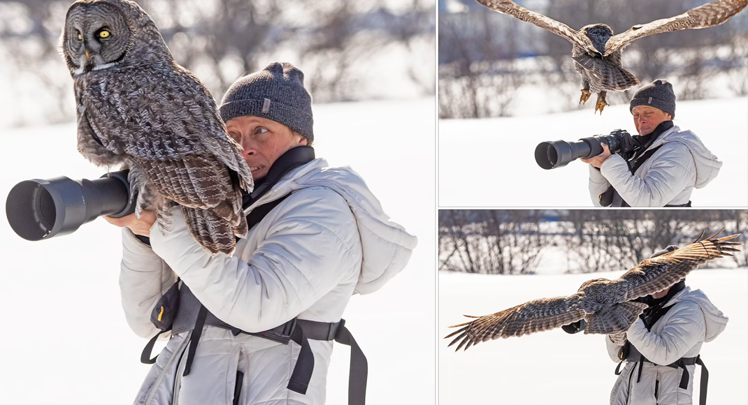 Amazing Moment A Great Grey Owl Lands On Photographer's Camera