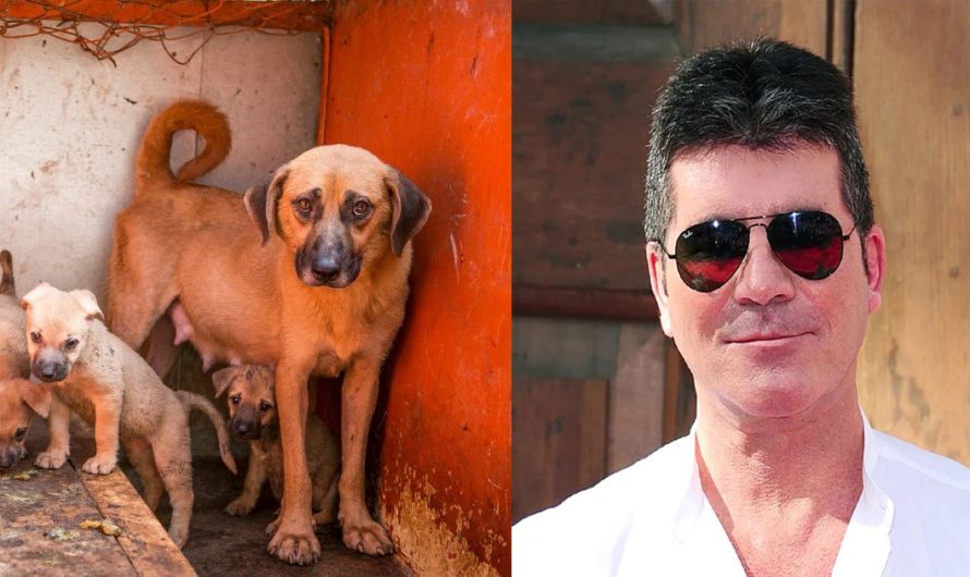 America’s Got Talent’s Simon Cowell Donates Over $32.6 K For The Function Of Shutting Down South Korean Dog Meat Ranch