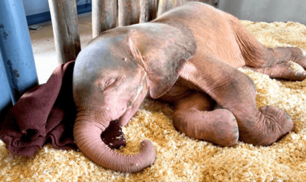 Baby Albino Elephant Who Was Trapped In Snare For Days Is So Happy To Finally Be Safe