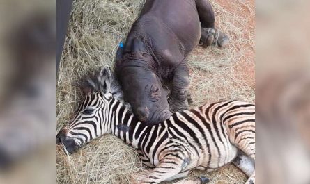 Baby Zebra Comforts Orphaned Rhinoceros Calf And Helps Her Heal