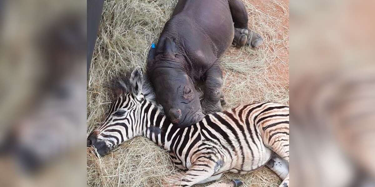 Baby Zebra Comforts Orphaned Rhinoceros Calf And Helps Her Heal