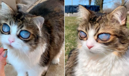 Blind Cat With Big Blue Eyes Finds A Forever Home