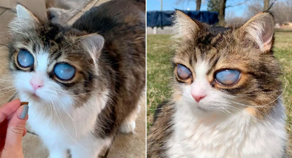 Blind Cat With Big Blue Eyes Finds A Forever Home