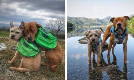 Blind staffie finds a guide in his forever buddy