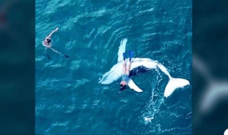 Bored Baby Whale Sneaks Off From Sleeping Mom To Give Diver The Best Day Of Her Life