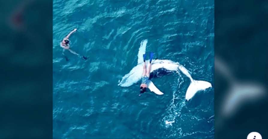 Bored Baby Whale Sneaks Off From Sleeping Mom To Give Diver The Best Day Of Her Life