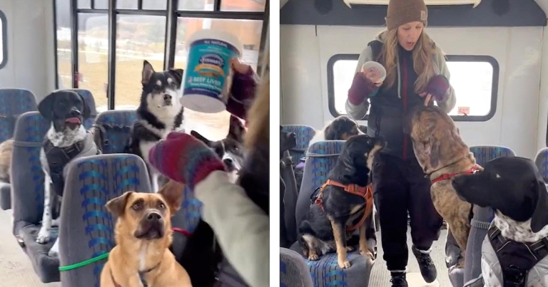 Bus Full Of Dogs Sit Patiently As They Go On Their Adventures With each other