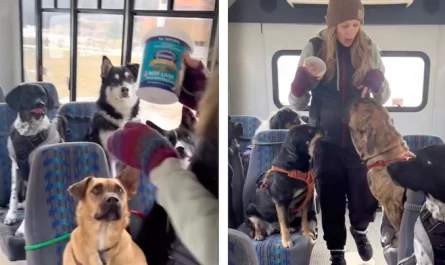 Bus Full Of Dogs Sit Patiently As They Go On Their Journeys With each other