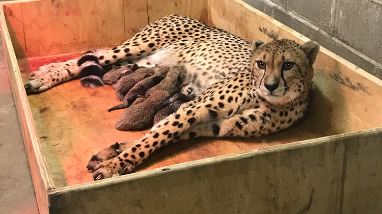 Cheetah Mother gives birth to a record number of cubs