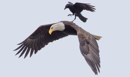 Crow Rides On The Back Of An Eagle In Once In A Life time