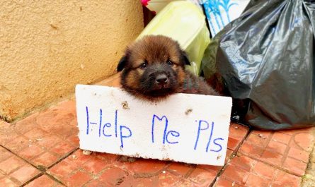 Cute poor Puppy crying asking for human assistance