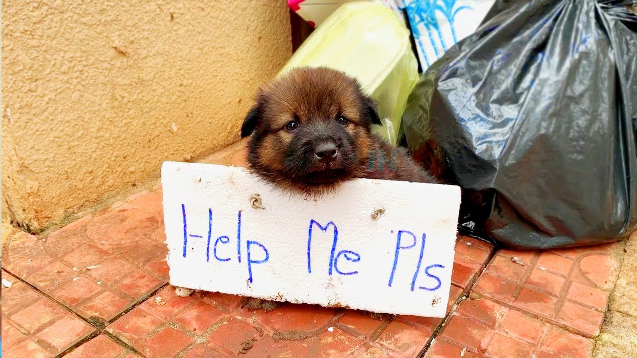 Cute poor Puppy crying asking for human assistance