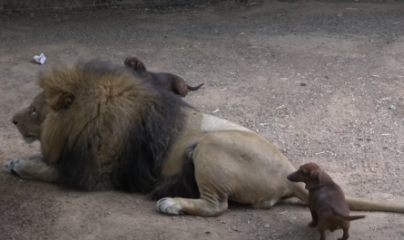 Dachshund Looks After 500 Pound Disabled Lion