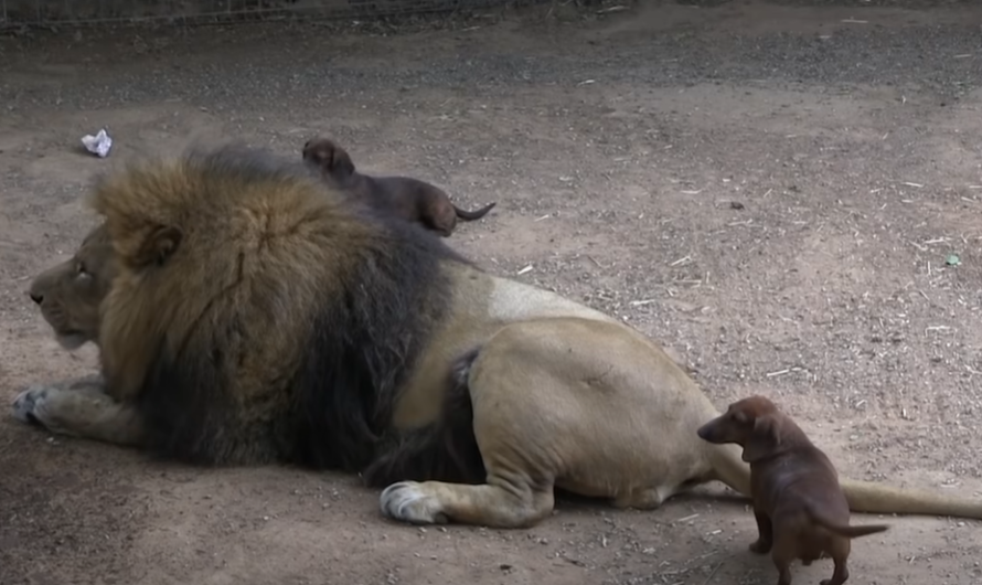 Dachshund Looks After 500-Pound Disabled Lion