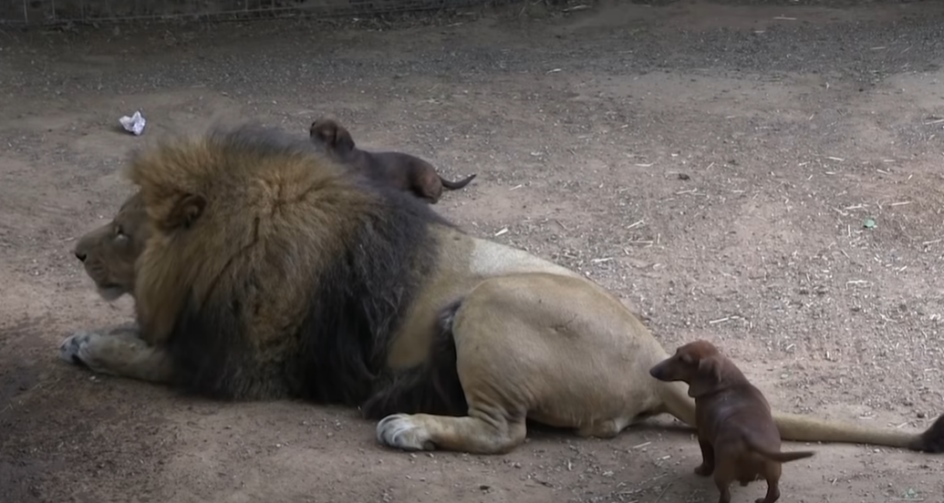 Dachshund Looks After 500 Pound Disabled Lion