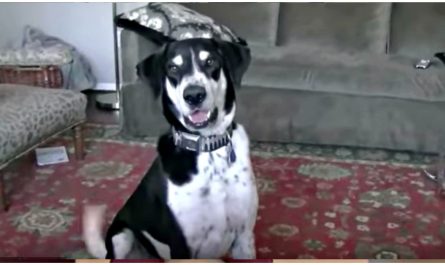 Dad Tells Dog He Got A Cat And The Internet Is In Hysterics