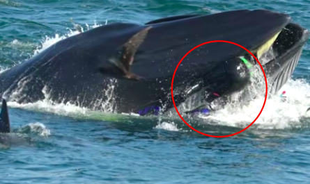 Diver Finds Himself Inside The Mouth Of Huge Whale