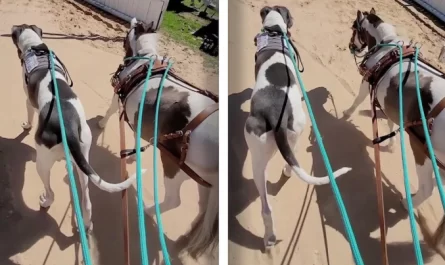 Dog And Horse With The Same Markings Do Everything Together and Confuse Everyone