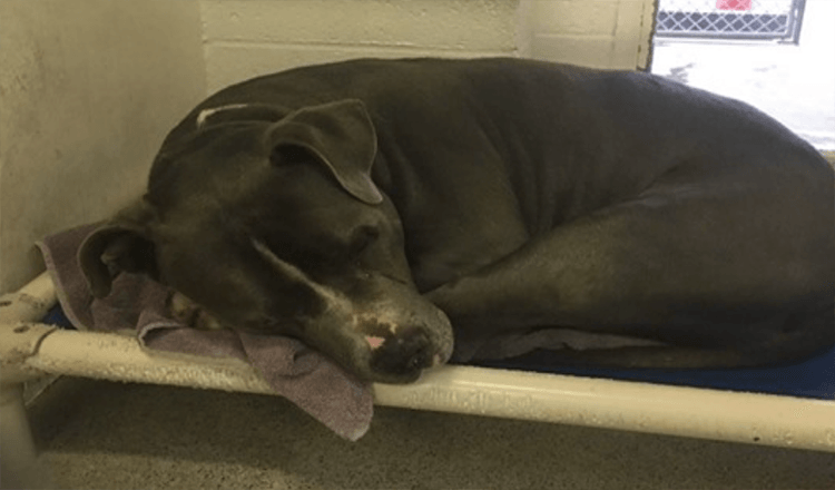 Dog Distraught After Family Leaves Him At High-Kill Sanctuary, But After That New Best Friend Adopts Him