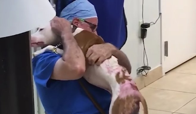 Dog Has Actually Been Saved From Fatal Burns, Could Not Resist When Sees His Veterinarian Again