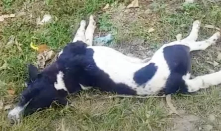 Dog Lay On The Side Of The Road Twisted Around And Not Able To Move