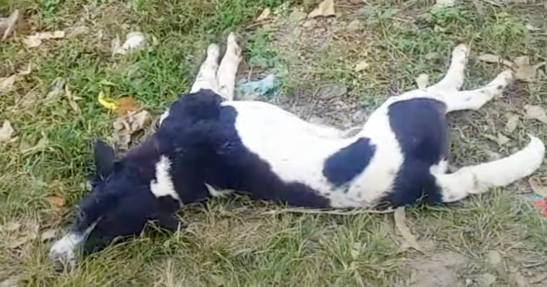 Dog Lay On The Side Of The Road Twisted Around And Not Able To Move