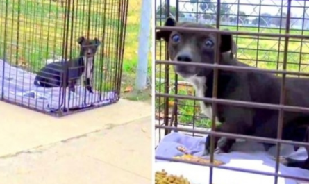 Dog Shivers All Alone After Being Dumped In Area, Thinks Rescuers Intend To Hurt Her