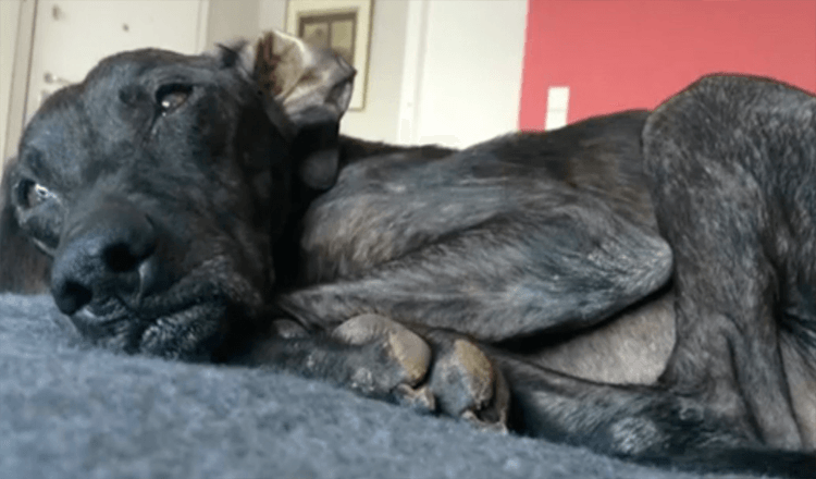 Dog Waits 9 Years In A Sanctuary Before Finding Loving Foster Home