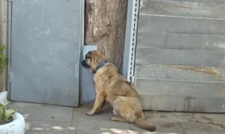 Dog Waits By Gate After Being Kicked Out Of House For Not Barking
