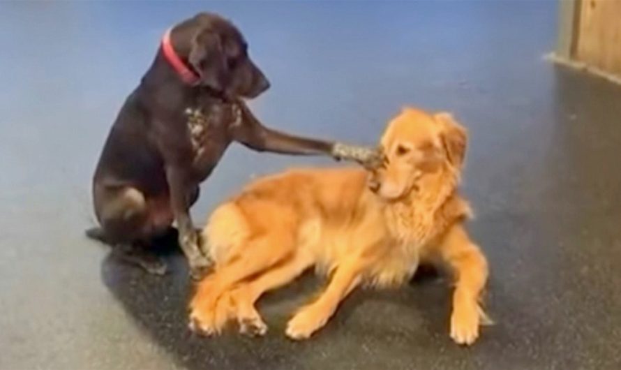 Dog Walks Over To Various Other Dogs In Day Care And Begins Petting Them