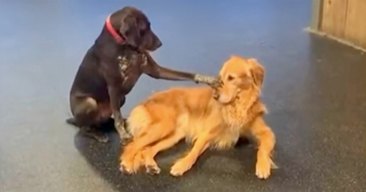 Dog Walks Over To Various Other Dogs In Day Care And Begins Petting Them