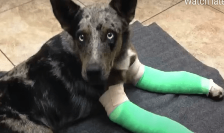 Dog With 2 Broken Legs Surprises Up To Remote Park Ranger Station Looking For Help