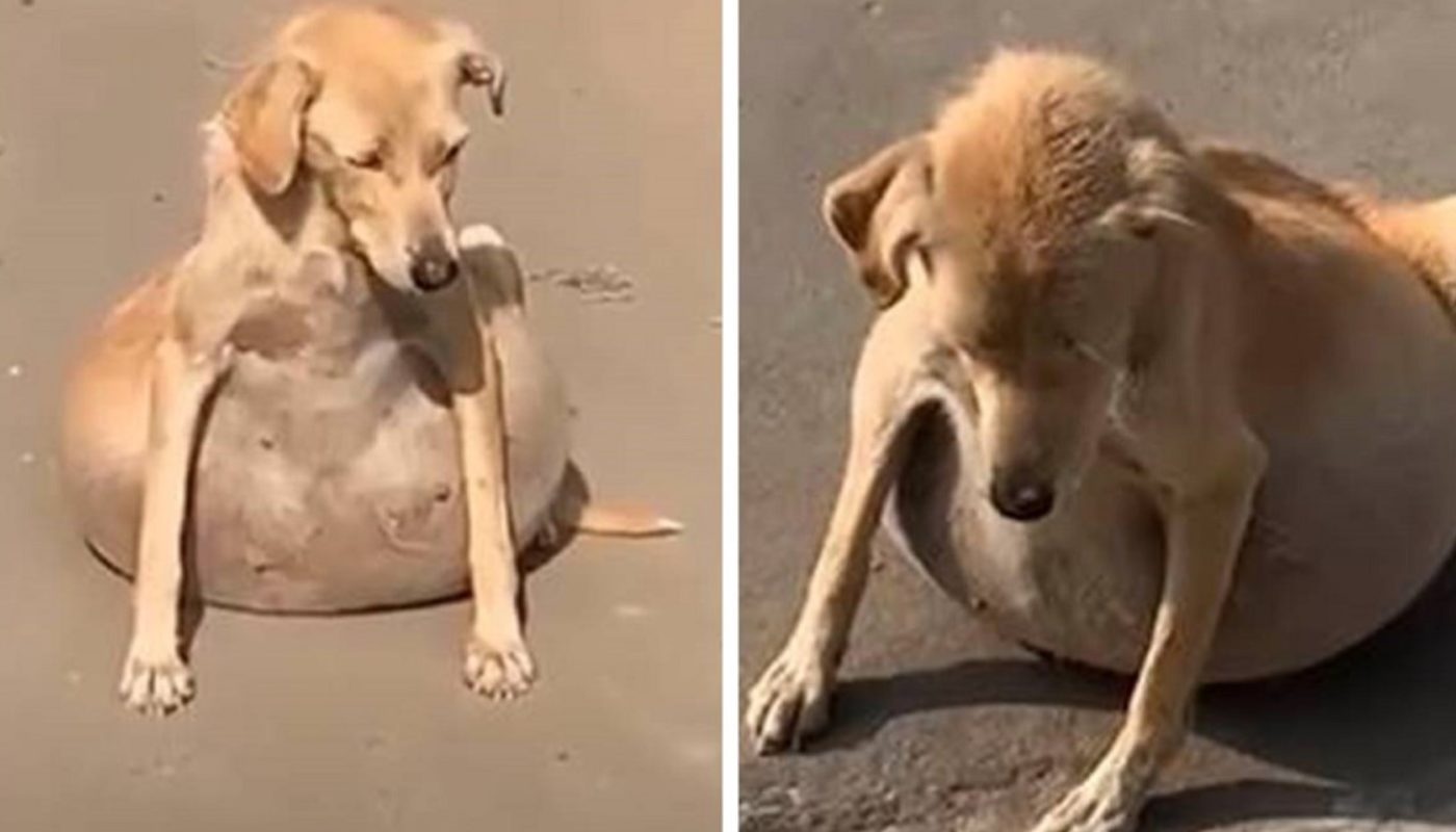 Dog With Major Problem In Her Stomach Gets The Needed Treatment