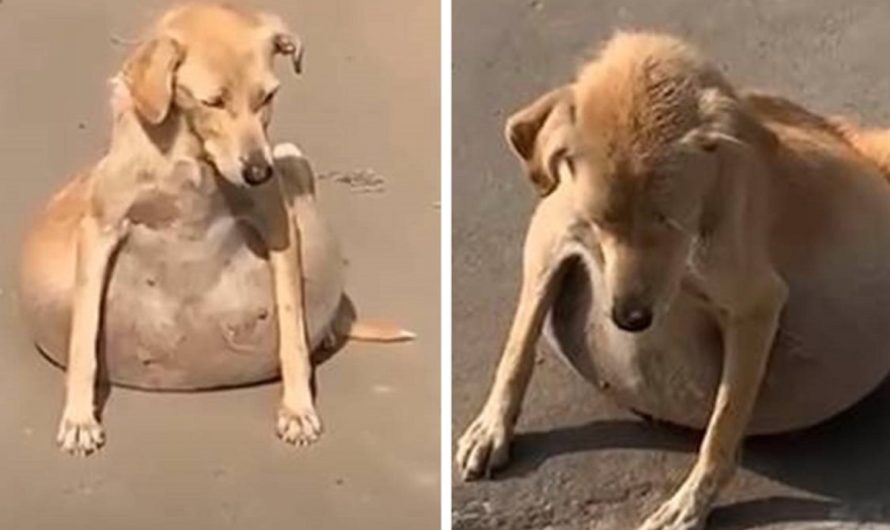 Dog With Major Problem In Her Stomach Gets The Needed Treatment