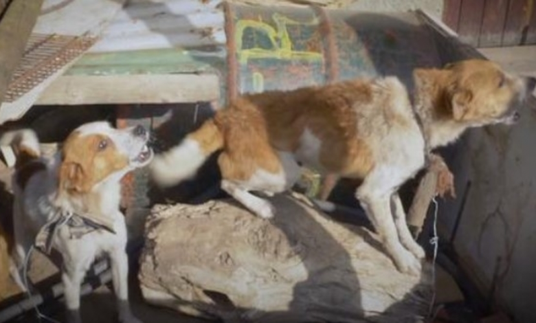 Dogs Were Tied Out To A Log For 2 Years As A Nail Loomed From Above