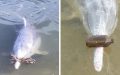 Dolphins maintain returning bringing trash to coast for Humans