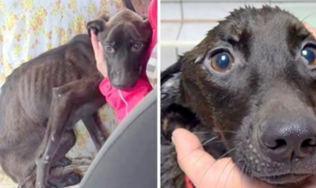Dying canine with the saddest eyes rescued, now she desperately begs for a home