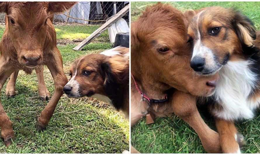 Failed Cattle Dog Meets Disabled Calf And Chooses To Be Her New Caretaker