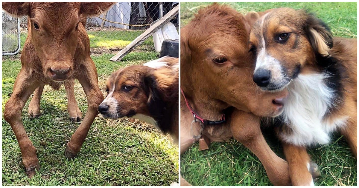 Failed Cattle Dog Meets Disabled Calf And Chooses To Be Her New Caretaker