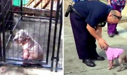 Firefighter Visits Seriously Abused Puppy He Had Saved, Puppy Clings To Him & Won't Let Go