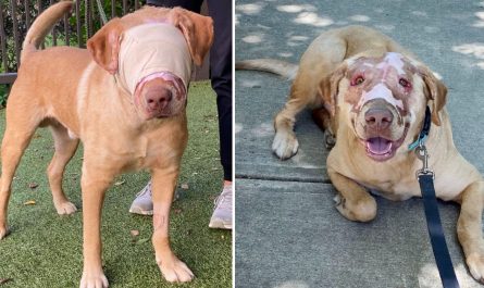 Friend dog who was severely burned by child, now completely healed one year later