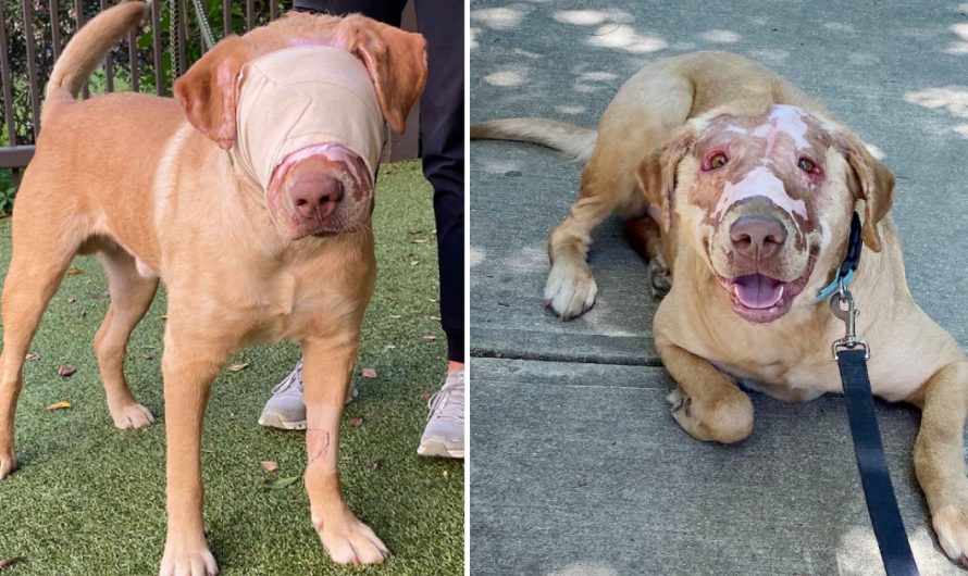 Buddy , dog who was severely burned by child, now completely healed one year later