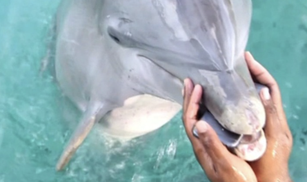 Friendly dolphin retrieves lady's phone after dropped into sea
