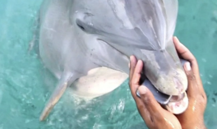 Friendly dolphin retrieves lady’s phone after dropped into sea