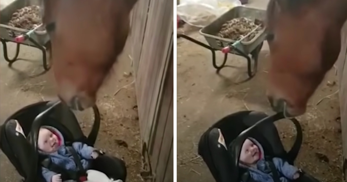 Gentle horse rocks baby when she starts crying in lovable footage