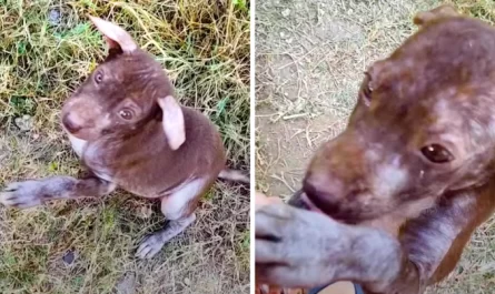 Guy Takes In A Stray Dog With Very Little Fur And A Big Belly